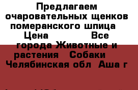 Предлагаем очаровательных щенков померанского шпица › Цена ­ 15 000 - Все города Животные и растения » Собаки   . Челябинская обл.,Аша г.